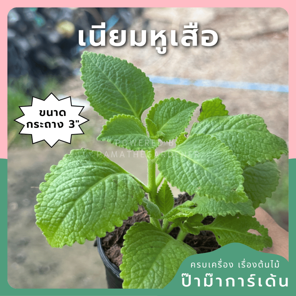 ลด 47.4% เนียมหูเสือ สนุมไพรไทย