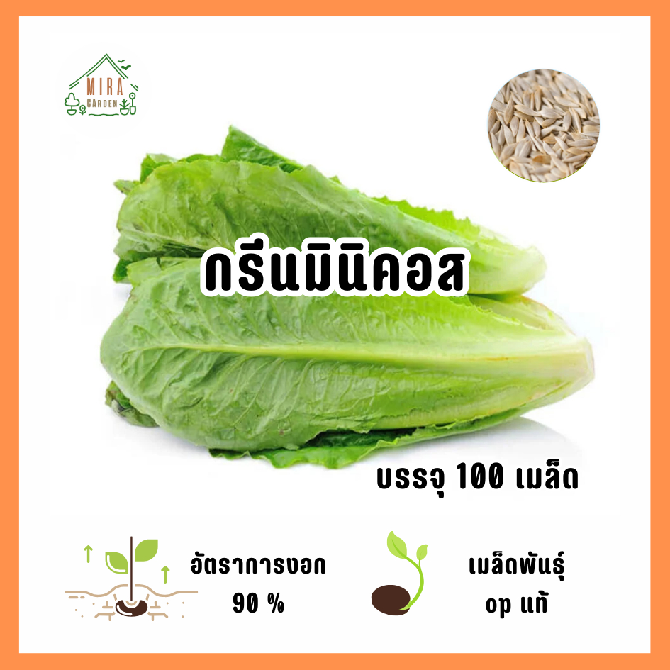 ลดลง 20% เมล็ดพันธุ์ กรีนมินิคอส 100