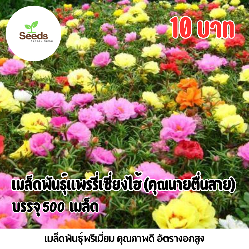 ลด 22.2% เมล็ดพันธุ์คุณนายตื่นสาย 500