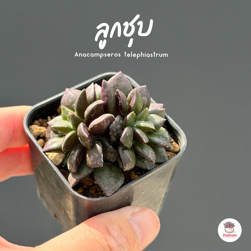 ลด 46%: ลูกชุบ Anacampseros