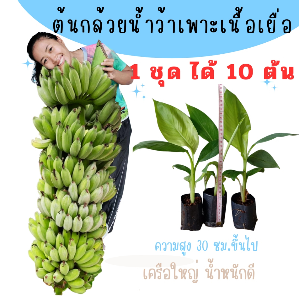 ลด 28%: ต้นพันธุ์กล้วยน้ําว้า