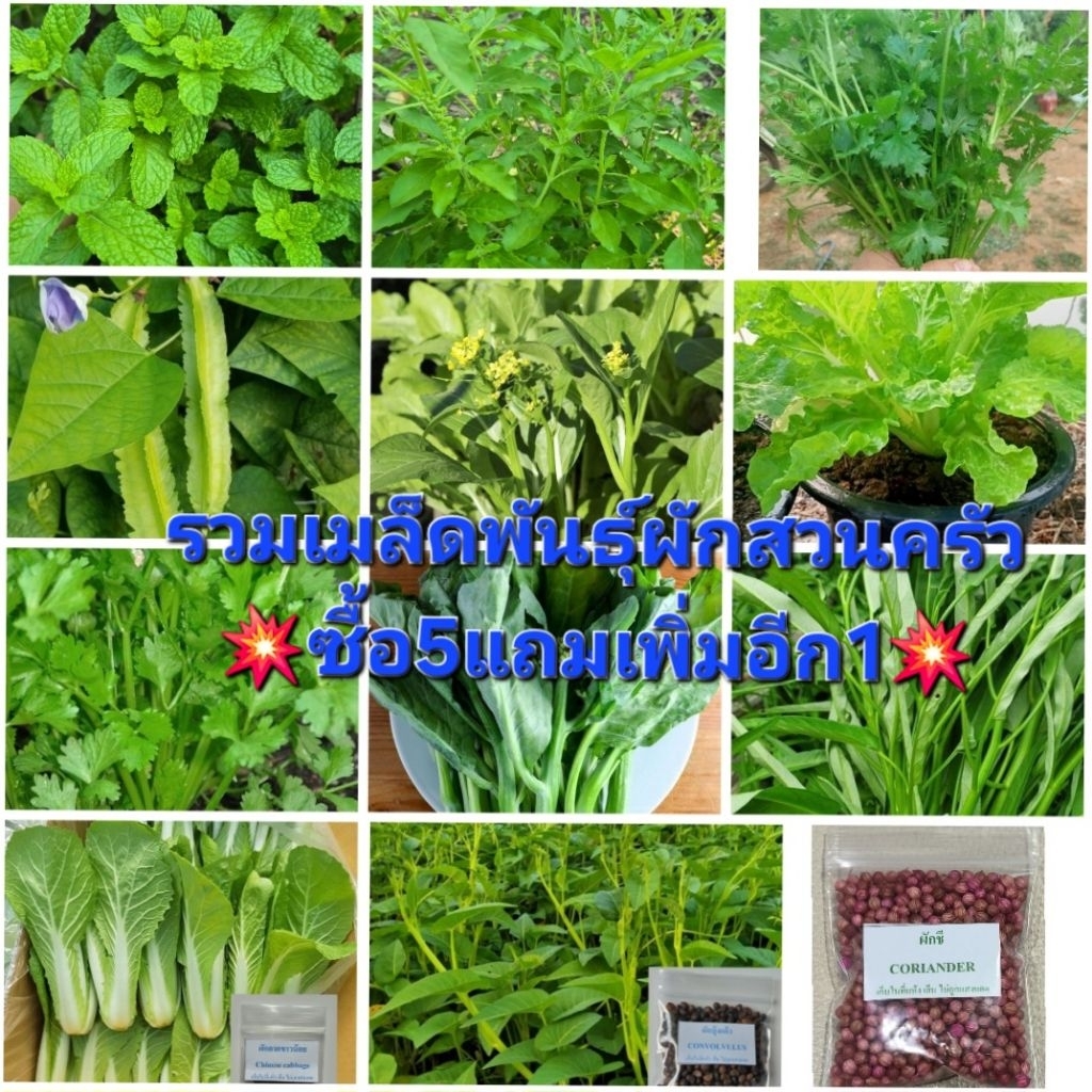 ลด 12.5% เมล็ดพันธุ์ผักสวนครัว