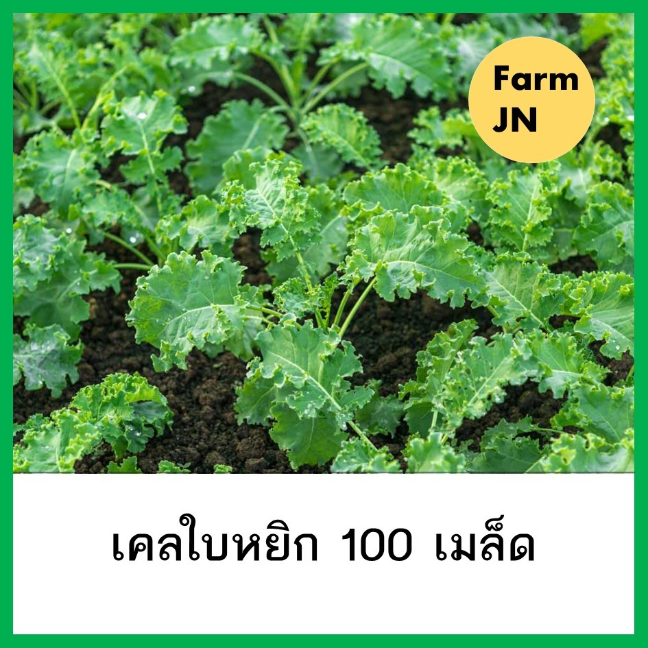 ลด 30%: เมล็ดผักสลัดเคลใบหยิก