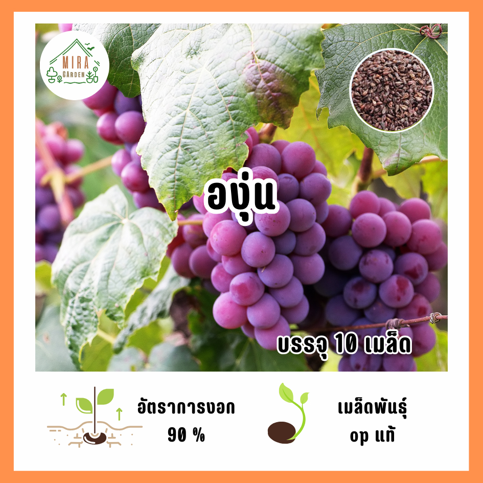 ลด 22%: เมล็ดพันธุ์ องุ่นม่วง บรรจุ 10