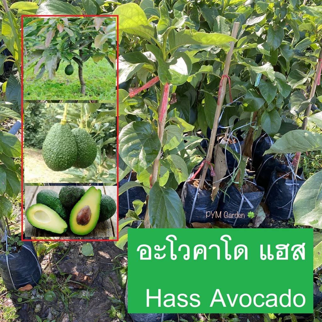 ลด 24%: ต้นอโวคาโด พันธุ์แฮส