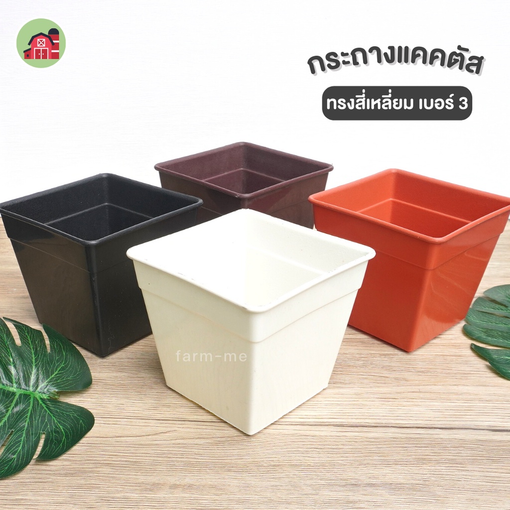 ลด 31.8% กระถางแคคตัส 3 นิ้ว 50ใบ