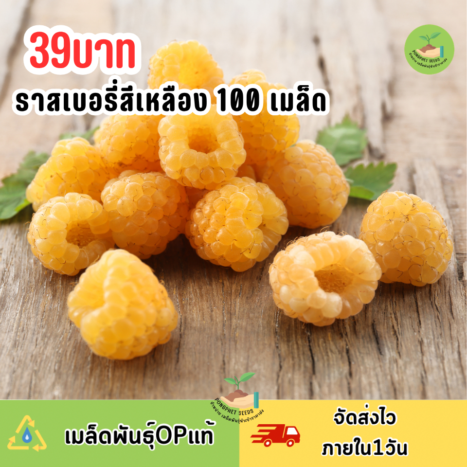 ราคาลดลงใหม่: เมล็ดพันธุ์ราสเบอร์รี่สีเห