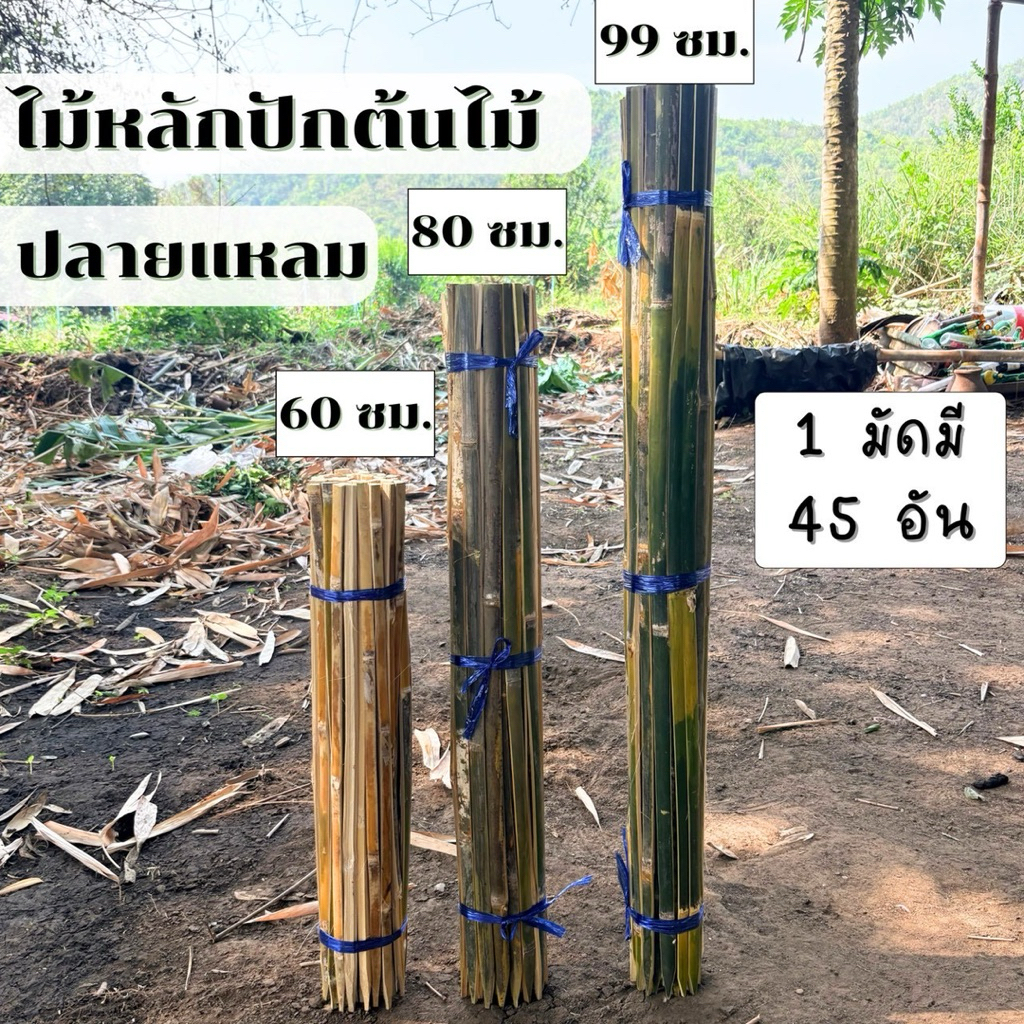 ลด 12.7% ไม้หลักปักต้นไม้ 45 อัน