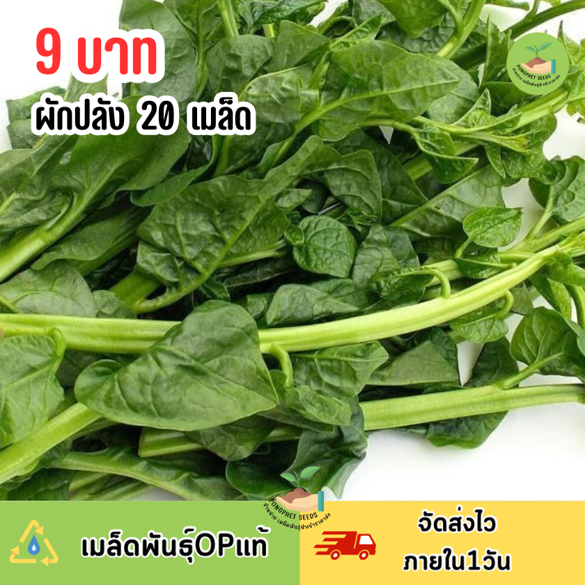 ลด 25%: 9 บาท เมล็ดผักปลัง 20 เมล็ด