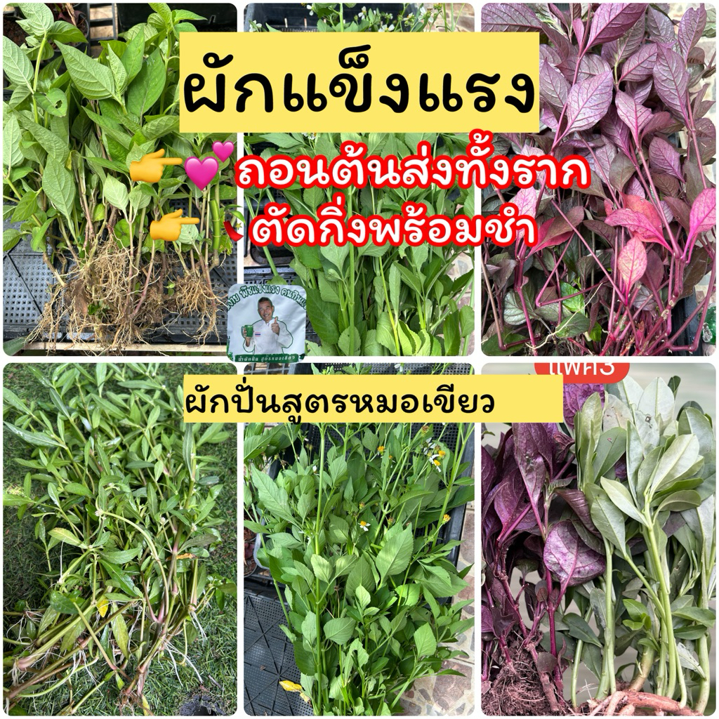 ลด 29% กิ่งพันธุ์ผักแข็งแรง 11-12ชนิด