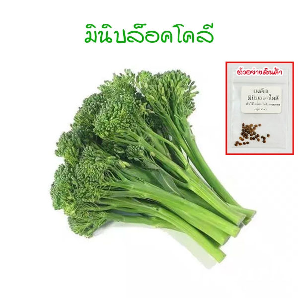 ลด 45% จากก่อนหน้า มินิบลอกโคลี