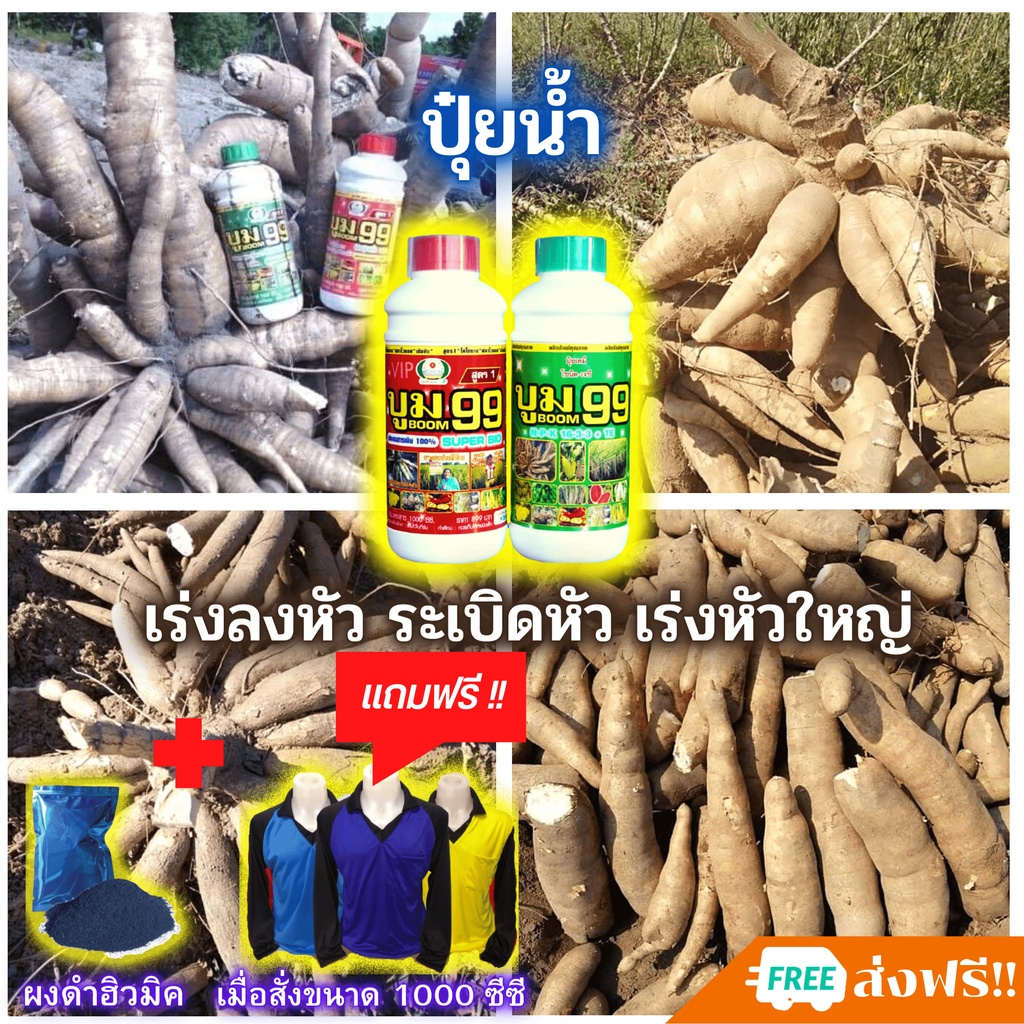 ลดลง 42.3% ปุ๋ยน้ํา บูม99 มันสําปะหลัง