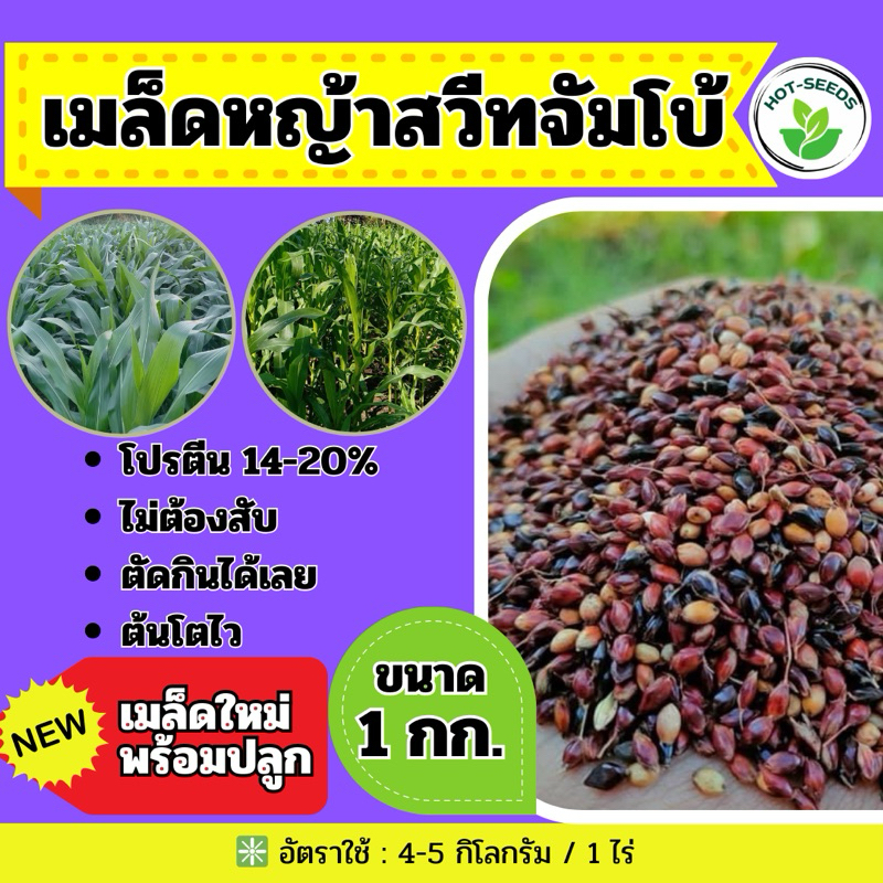 ลดลง 58% สวีทจัมโบ้ เมล็ดหญ้า 1 กก.