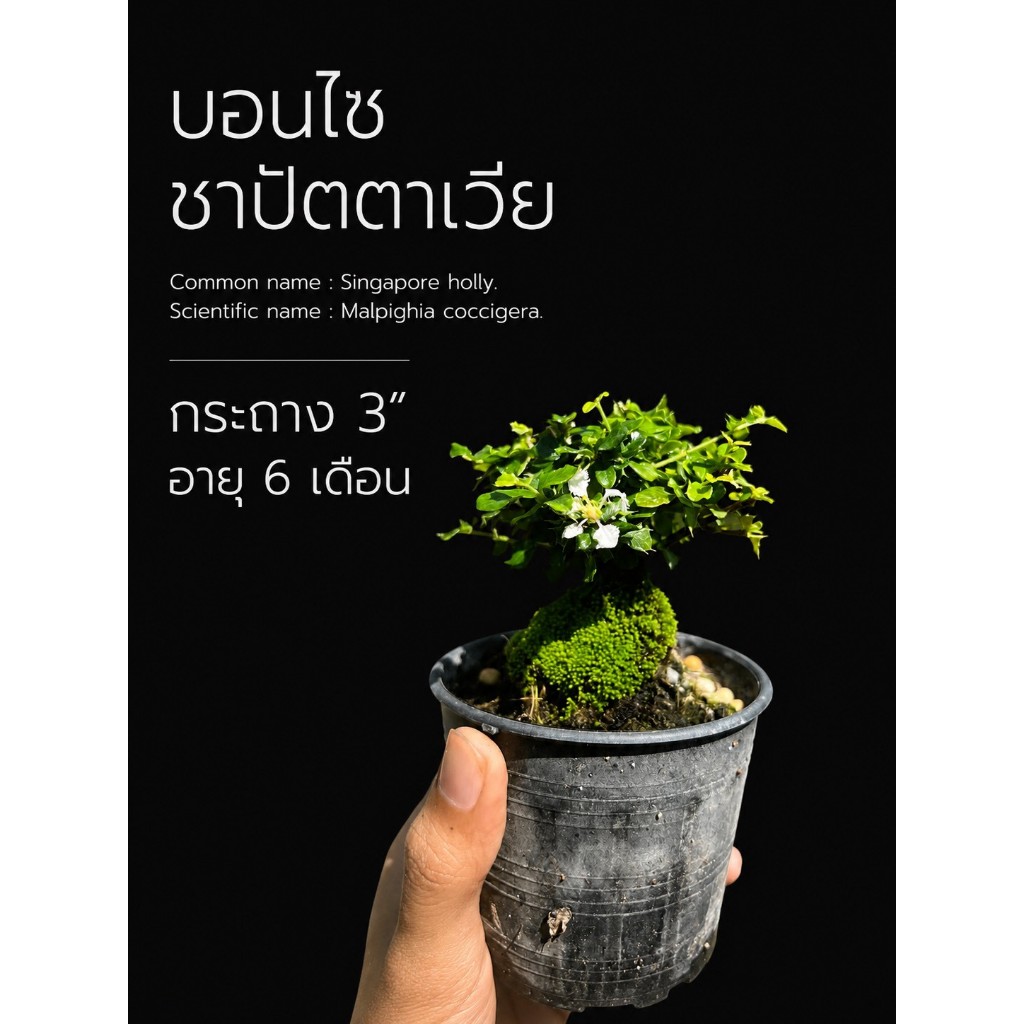 ลดลง 45.8%: ชาปัตตาเวีย บอนไซจิ๋ว 3"