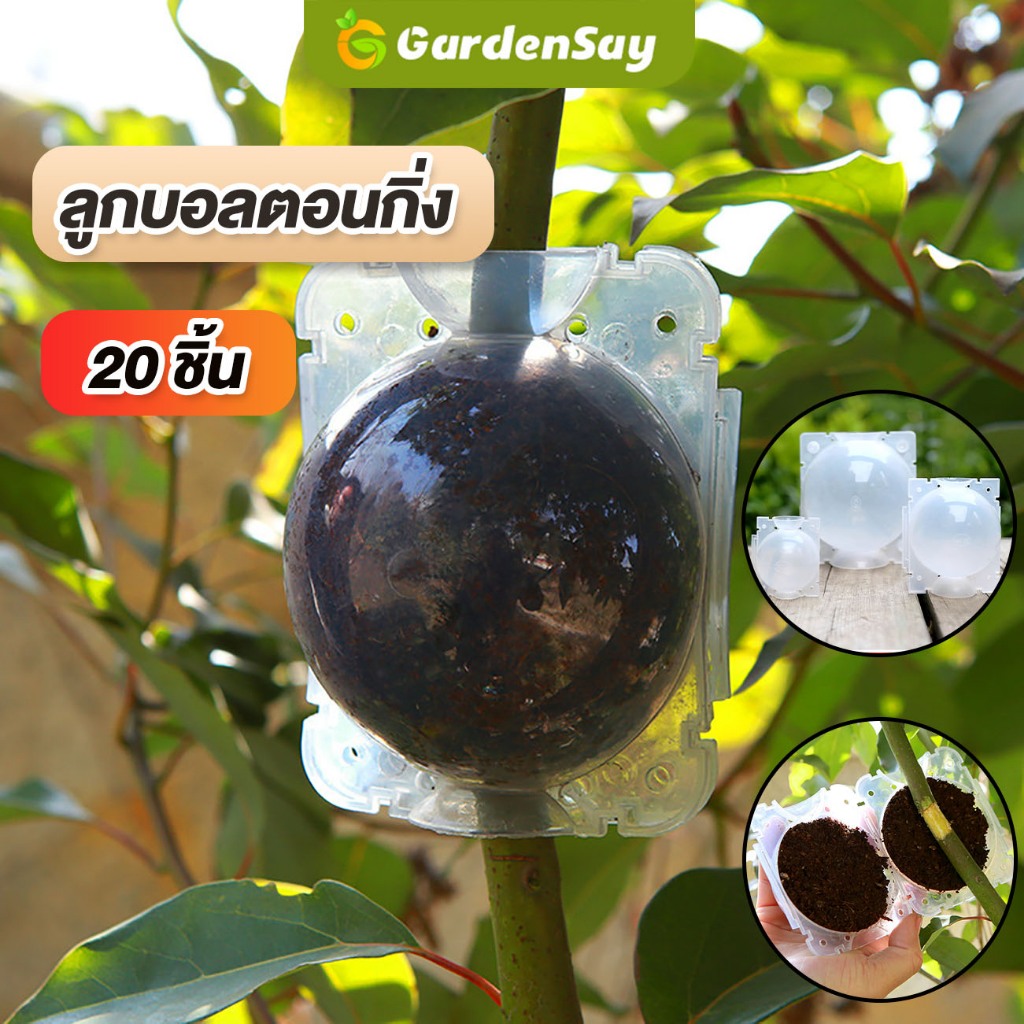 ลดลง 56.1%: ตุ้มตอนกิ่ง แพ็ก 20 ชิ้น