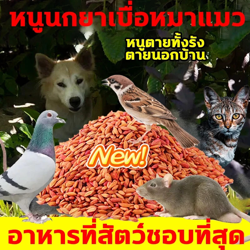 ลด 46.2% เหยื่อกําจัดนกพิราบ
