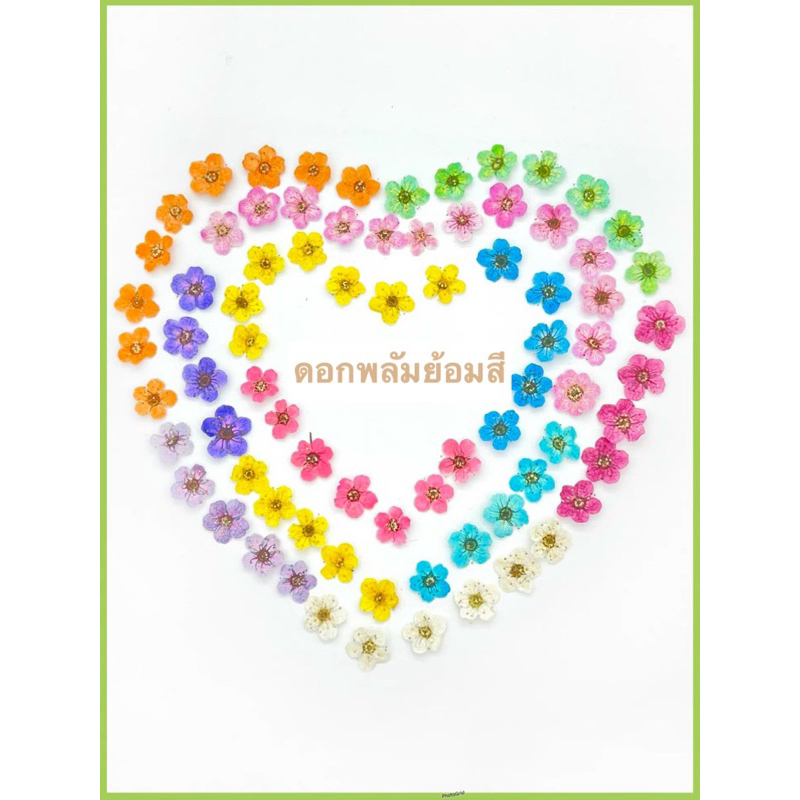 ลด 20% พร้อมส่ง ดอกพลัม ดอกไม้ทับแห้ง