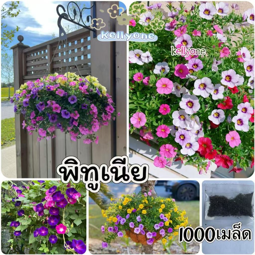 ลด 30% เมล็ดพันธุ์พิทูเนีย 1,000เมล็ด