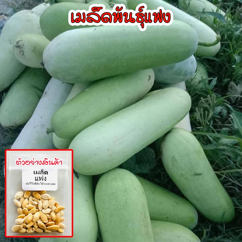 ลด 50% ฟักแฟงเขียว 10-120 เมล็ด