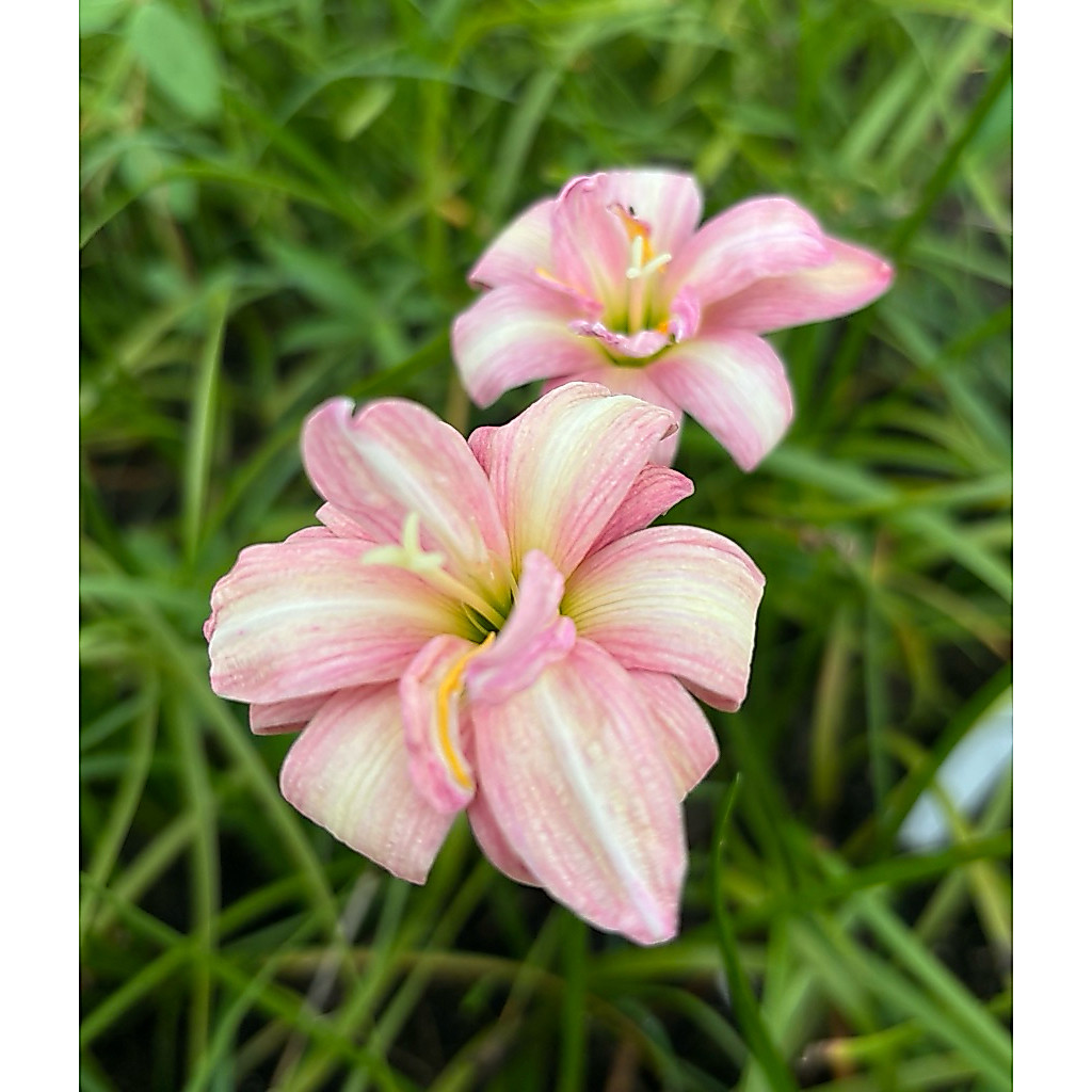 ลด 43%: บัวดิน ริบบิ้นออฟเลิฟ / Z.Ribbon