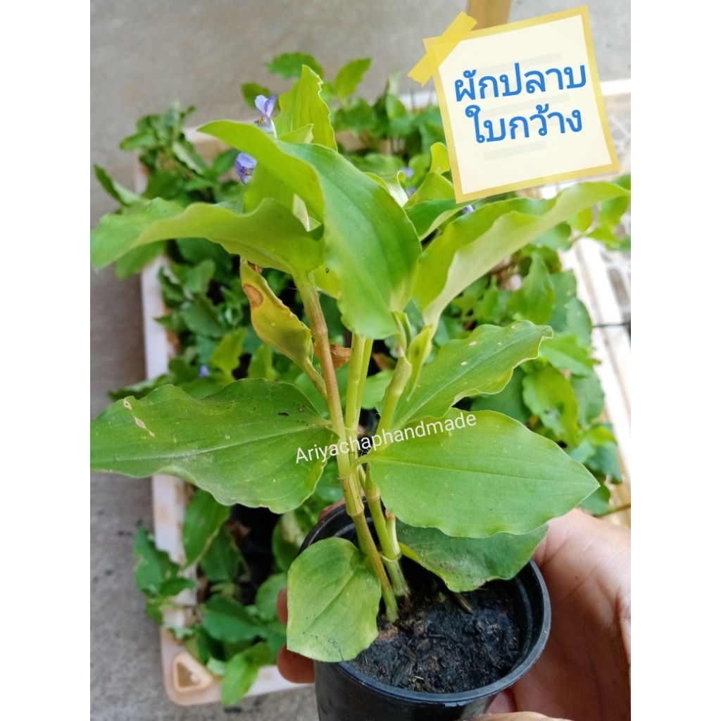 ลด 17.2% ต้นผักปลาบใบกว้าง 2 นิ้ว