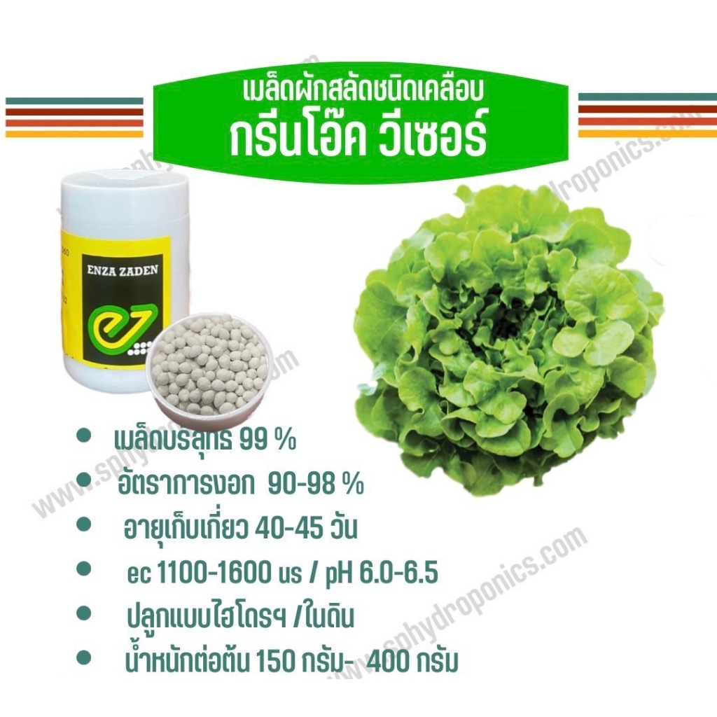 ลด 22%: เมล็ดผักสลัด ชนิดเคลือบ กระปุก 1000 เมล็ด (Enza)