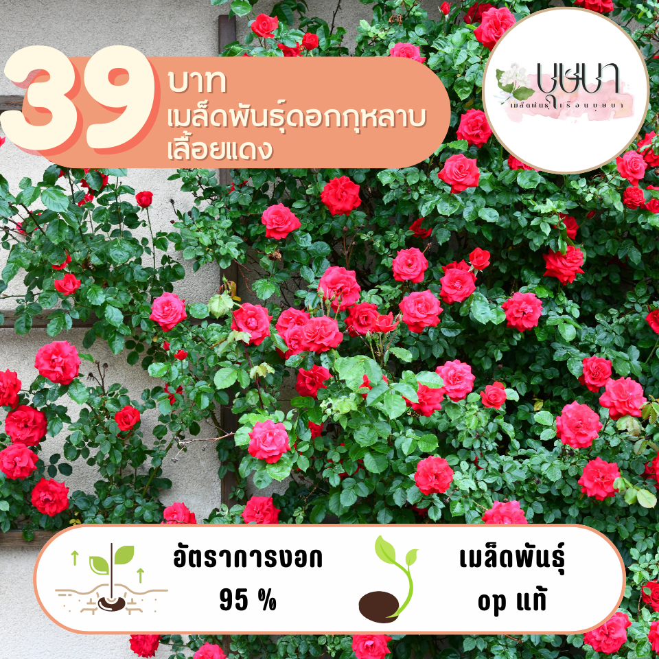 ลด 28.9% กุหลาบเลื้อยสีแดง 50เมล็ด