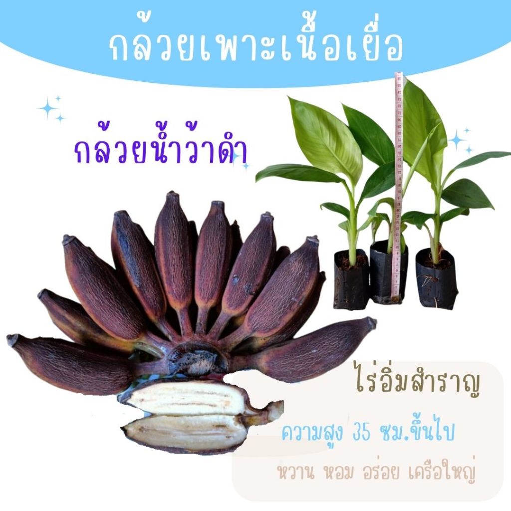ลด 27.1% ต้นกล้วยน้ําว้าดํา ไร่อิ่มสําราญ
