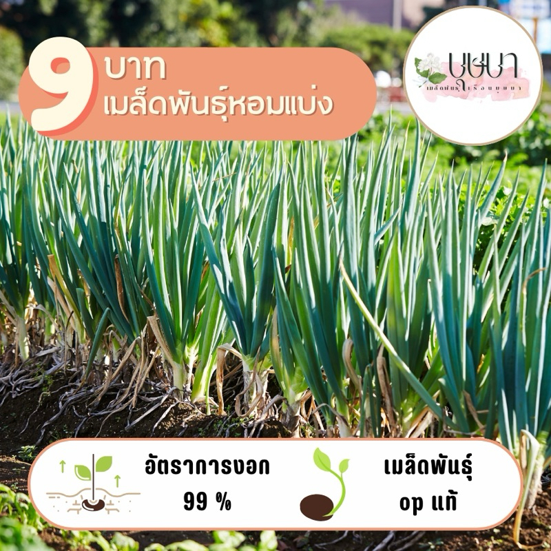 ลด 63.2% เมล็ดหอมแบ่ง 9 บาท 100 เมล็ด