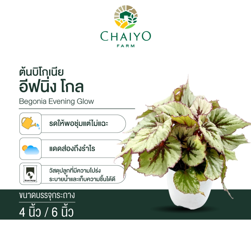 ลดลง 34.1% บิโกเนีย อีฟนิ่ง โกล