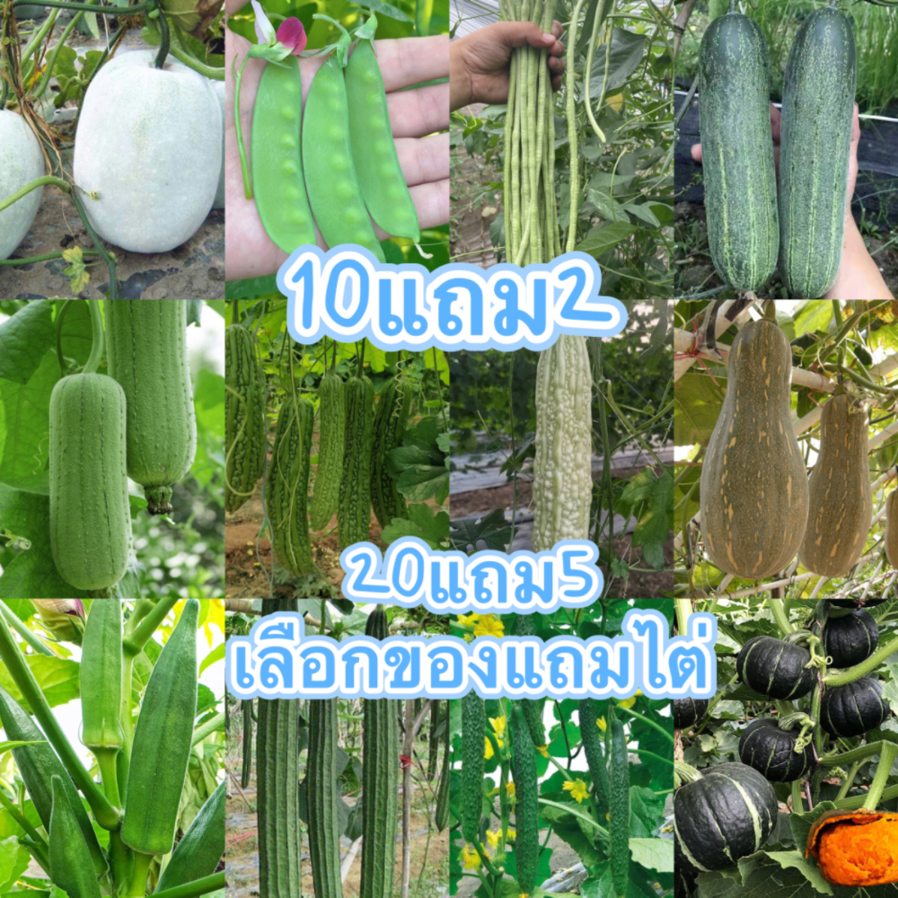 ลด 50% เมล็ดพันธุ์ผัก