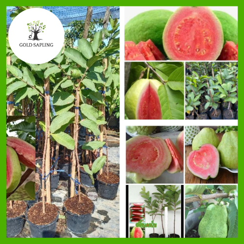 ลด 50%: ต้นพันธุ์ฝรั่งแตงโมที่เขียวชอุ่ม