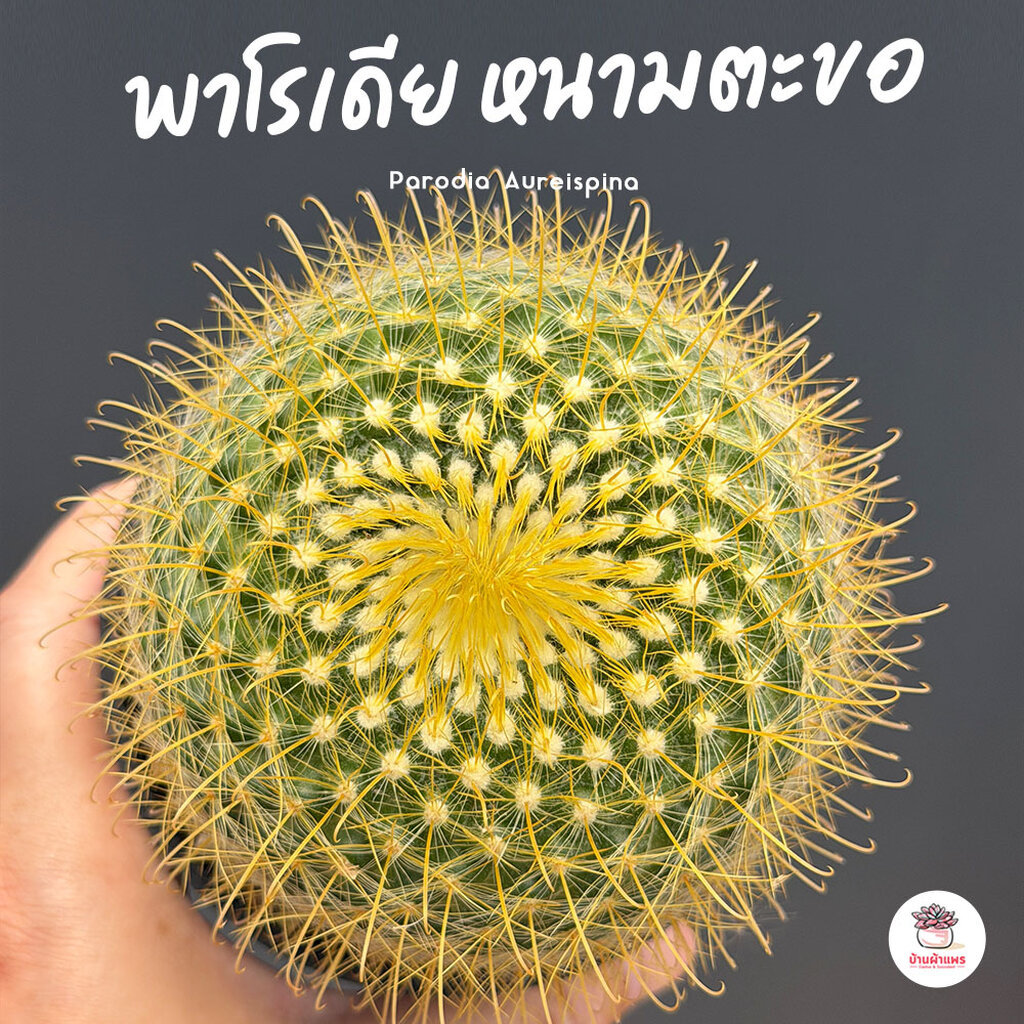 ลด 36%: พาโรเดีย หนามตะขอ Parodia
