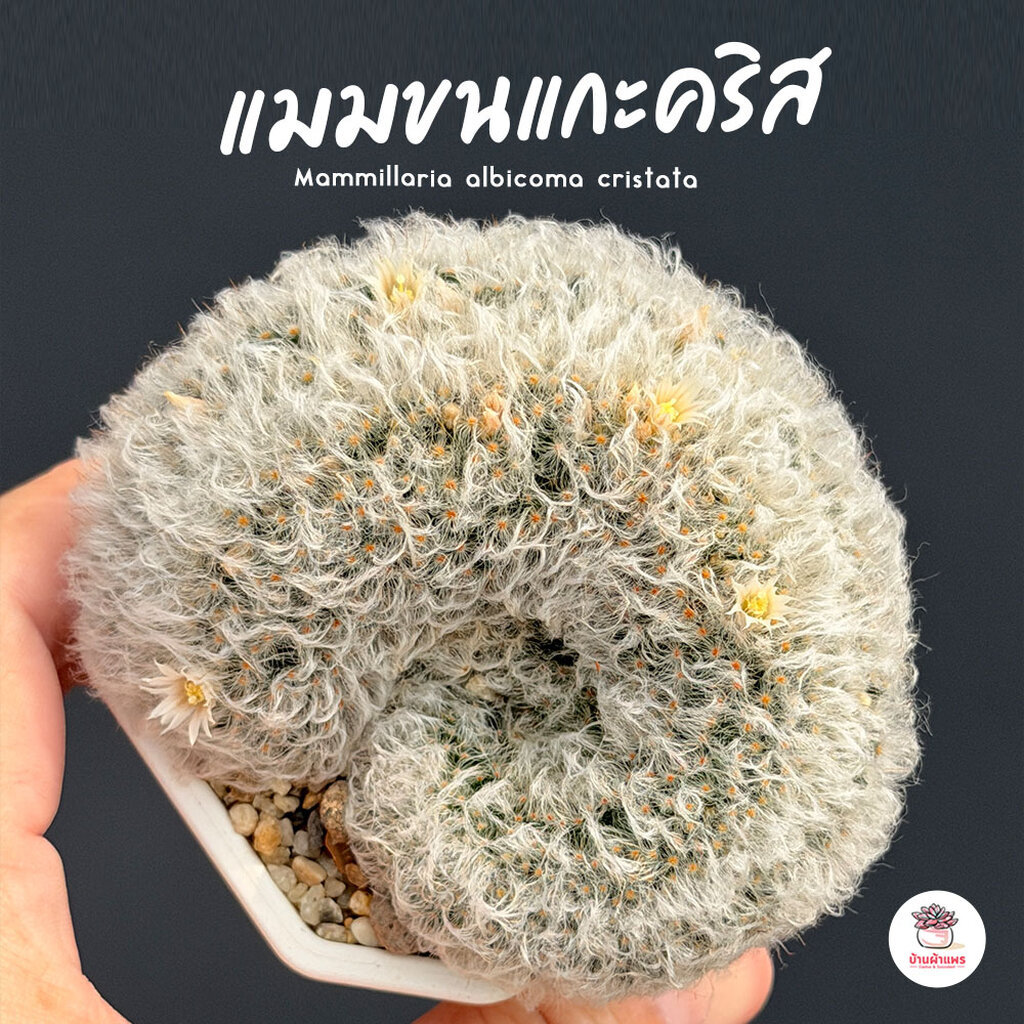 ลด 33%: แมมขนแกะคริส Mammillaria