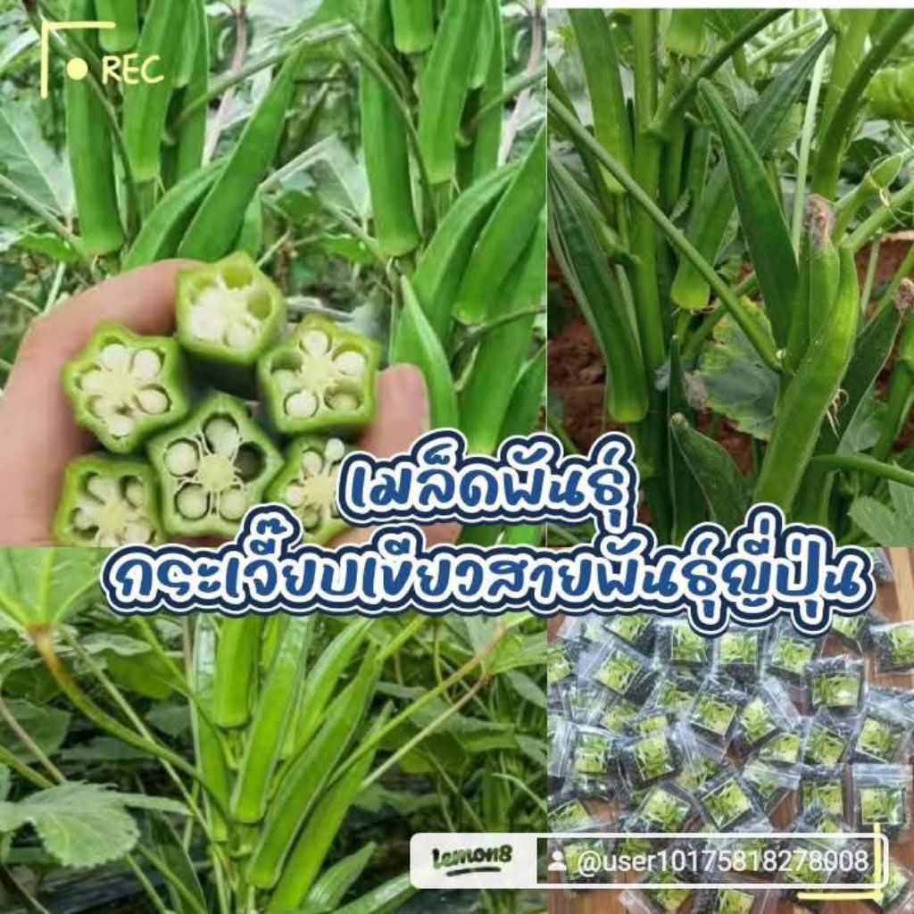 ลด 48.3% เมล็ดพันธุ์กระเจี๊ยบเขียว