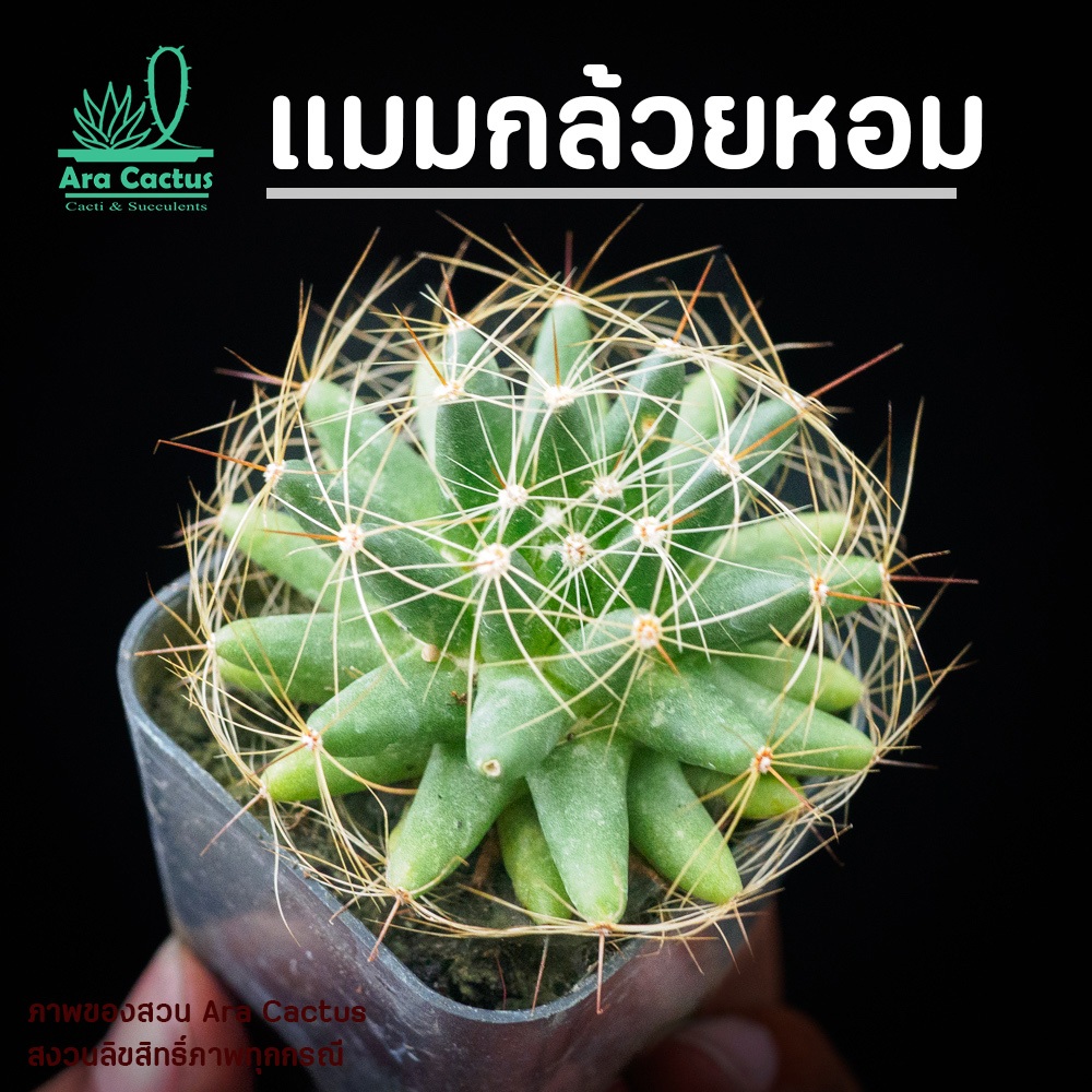 ลด 43%: สวนขายเอง แมมกล้วยหอม