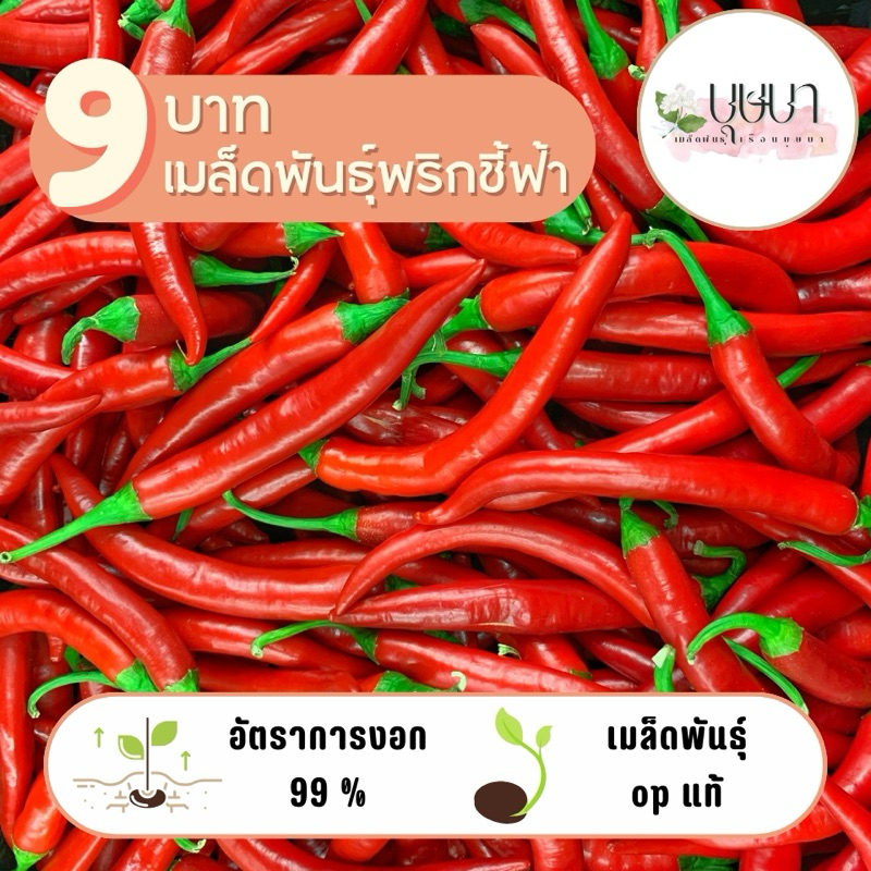 ลด 33.3% พริกชี้ฟ้า 9 บาท 300 เมล็ด
