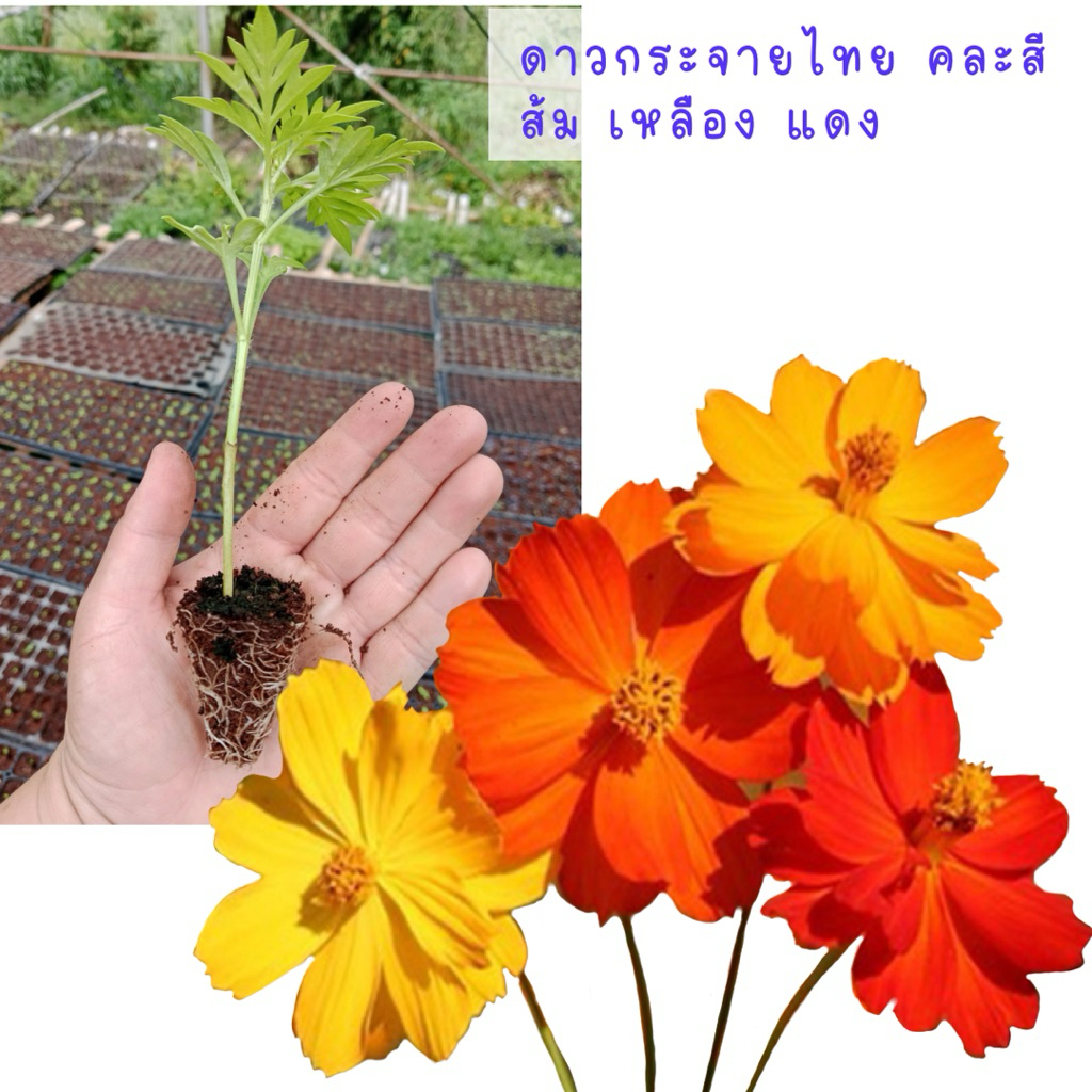 ลดลง 45.9% ต้นกล้าดาวกระจายไทย