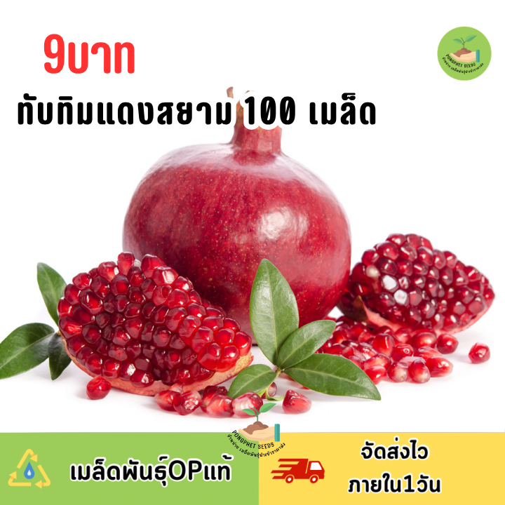 ลดลง 52.6% เมล็ดพันธุ์ทับทิมแดงสยาม 100