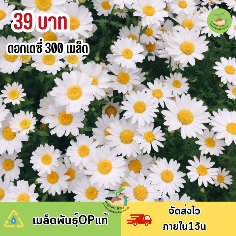 ลดลง39% เมล็ดพันธุ์เดซี่ดอกใหญ่ 300เมล็ด