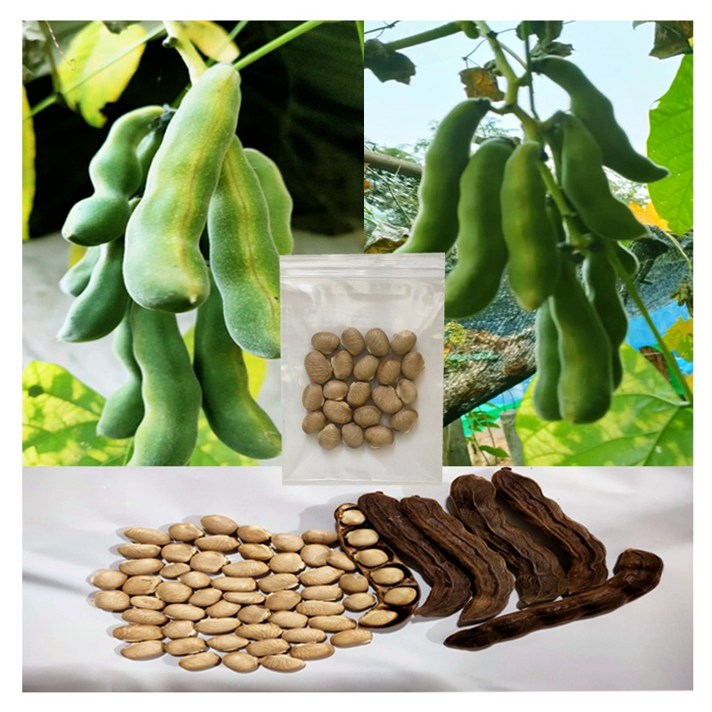 ลด 69% เมล็ดถั่วครก–ขอ–มะขาม–บุ้ง 6/20