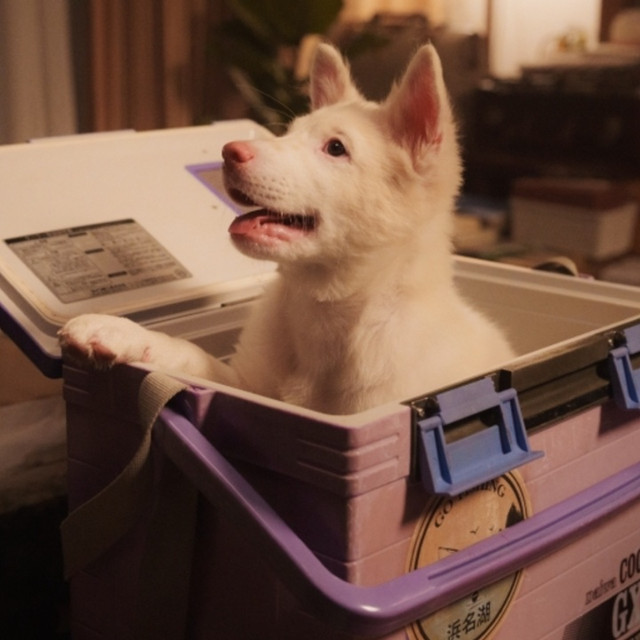 โกฮังหัวใจโกโฮม รายได้พุ่ง 70 ล้าน หนังฮีลใจมาแรงแห่งปี