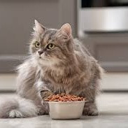 คู่มืออาหารสำหรับแมวกินยาก