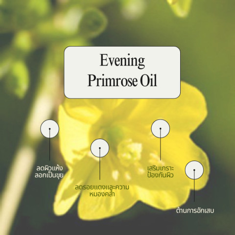 [สินค้าขายดี] Erb Wine & Roses Body Oil 230 ml. บอดี้ออยล์ทาผิว กลิ่นไวน์กุหลาบ ลดริ้วรอยแตกลาย ซึมไว Image4