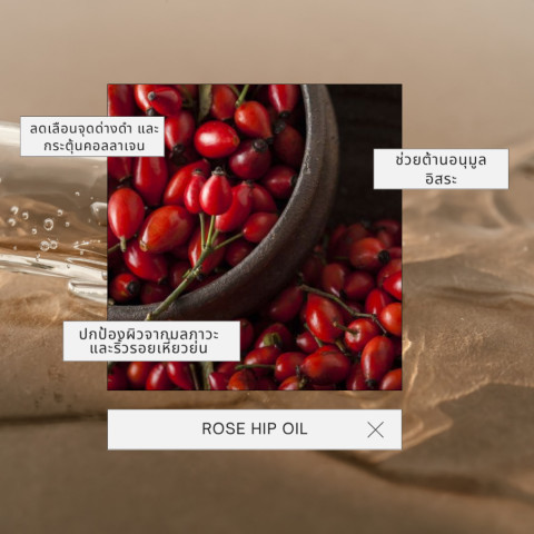 [สินค้าขายดี] Erb Wine & Roses Body Oil 230 ml. บอดี้ออยล์ทาผิว กลิ่นไวน์กุหลาบ ลดริ้วรอยแตกลาย ซึมไว Image3