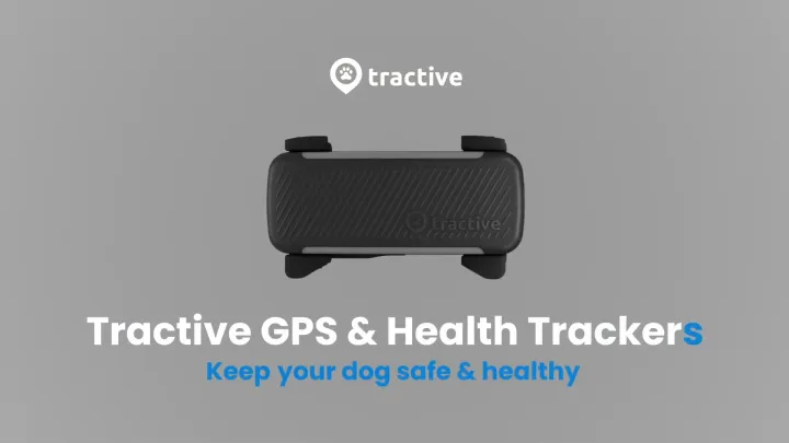 Tractive GPS Dog 6 - ปลอกคอ GPS สุนัข หมา 4G GPS Tracker แบบ Realtime ไม่จำกัดระยะ กันน้ำได้ ไม่ต้องใส่ sim | Lazada Thailand