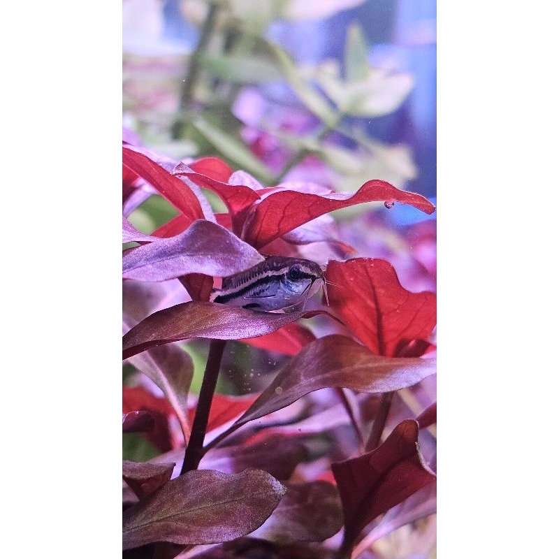ลัดวีเจีย รีเพน รูบิน Ludwigia Repen Rubin หรือ Ludwigia diamond | Shopee Thailand