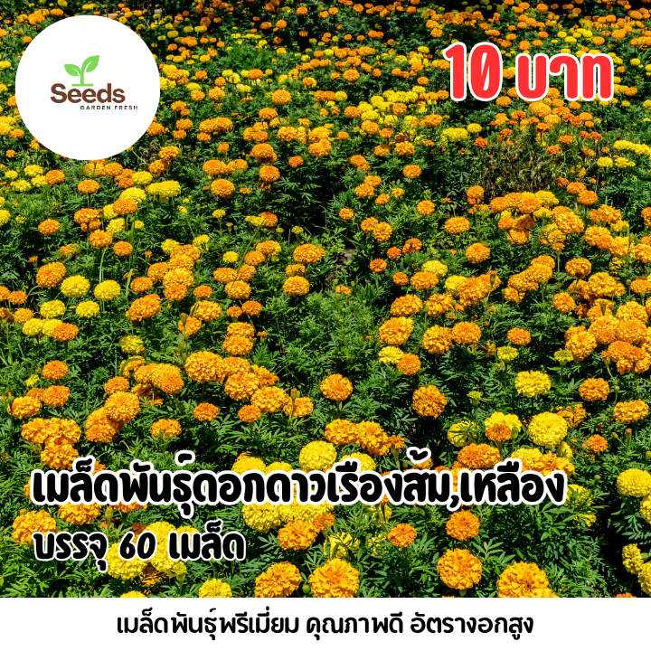 เมล็ดพันธุ์ดอกดาวเรืองส้ม/เหลือง 60 เมล็ด