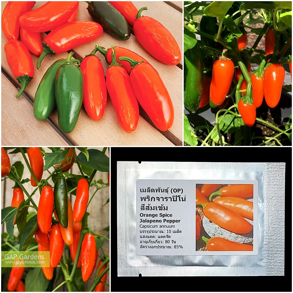 เมล็ดพันธุ์ พริกจาราปิโน่ สีส้มเข้ม Orange Spice Jalapeno Pepper Seed 10 เมล็ด คุณภาพดี ของแท้ 100%